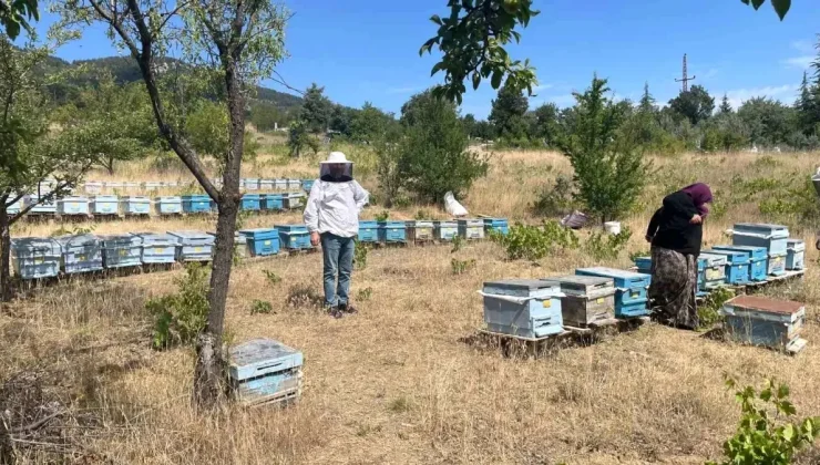 Beyşehir’de Bal Arısı Varlığı ve Potansiyeli İçin Çalışmalar Sürüyor